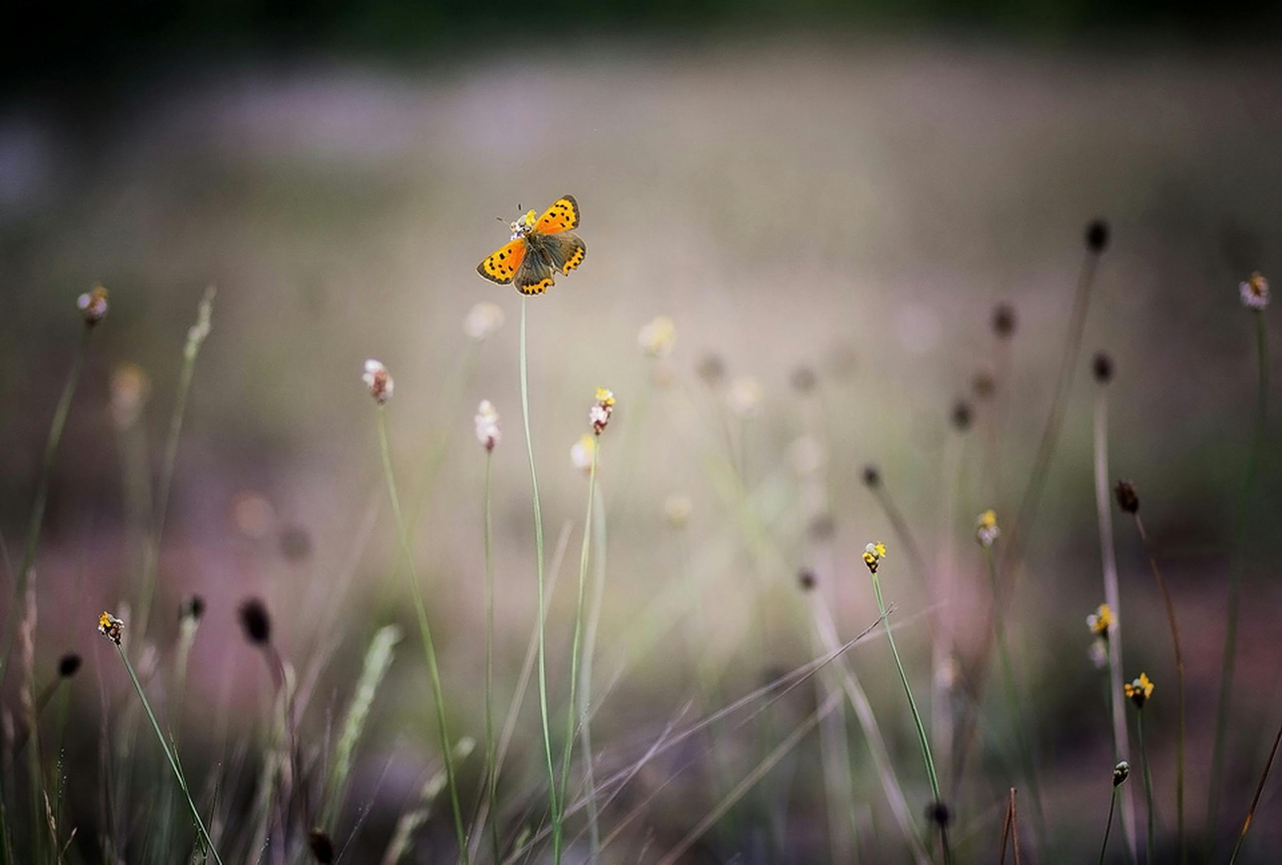 A vibrant butterfly rests on wildflowers in a breezy summer meadow, capturing nature's elegance.