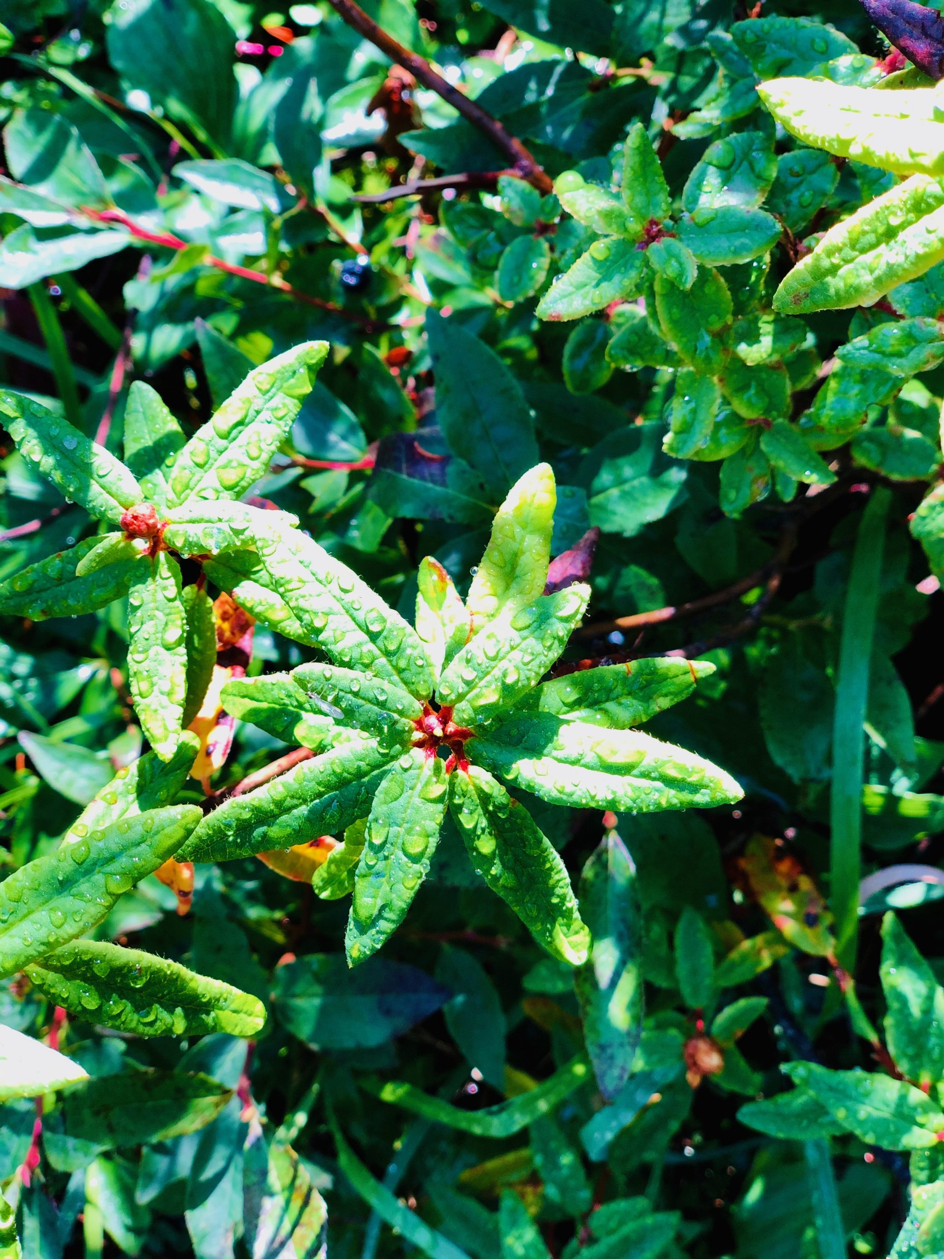 Green plant.